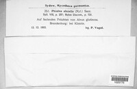 Pezizella alniella image